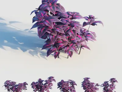 coleus plant 3D model