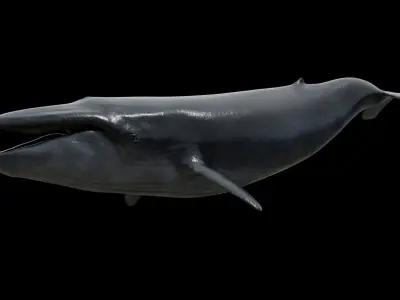 Blue whale Low-poly 3D model