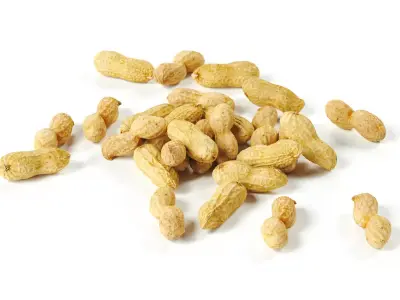 polypasta - peanut 01 and 02 3D model