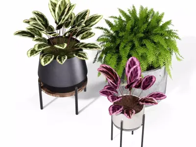 Indoor plant collection 64 3D model