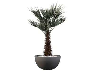 Chamaerops palm 3D model