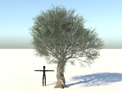 Olive Tree Low-poly 3D model