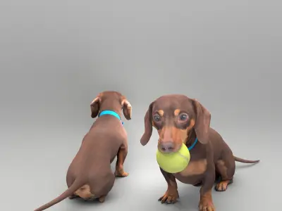 Dachshund dog playing with toy 31 Low-poly 3D model