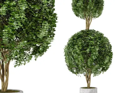 Outdoor Plants in Concrete Pot Set 31  3D model