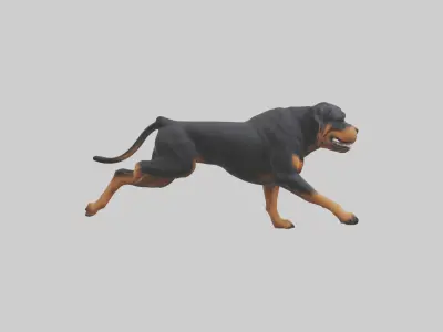 Rottweiler running model Low-poly 3D model