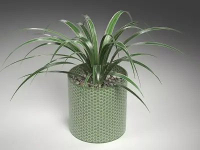 A Spider Plant in Plant Pot Low-poly 3D model