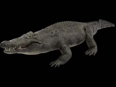 Large Nile Crocodile Rigged Low-poly 3D model