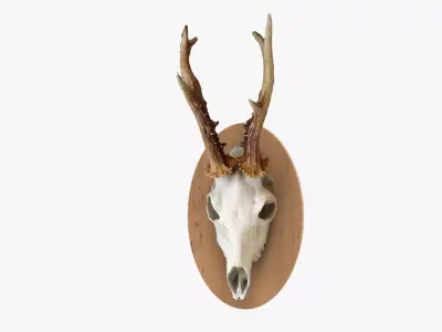 Deer Skull Wall Trophy 3D model