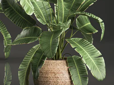 Decorative banana palms in a basket for the interior 589 3D model