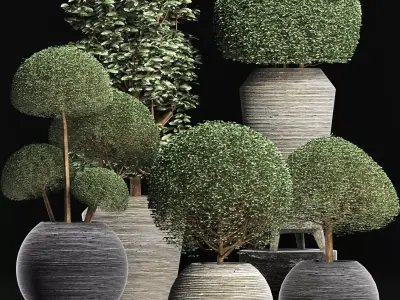 Plants Collection 205 Ligustrum Vray 3D model