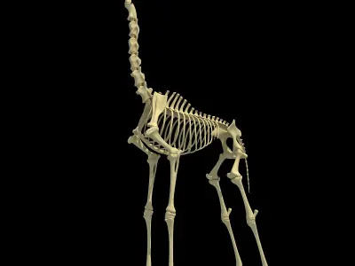 Realistic Giraffe Skeleton 3D model