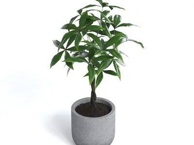 Money Tree Plant 3D model