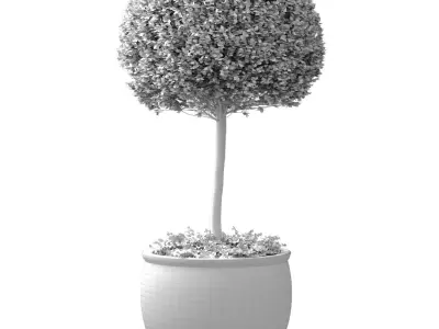 Ornamental plant Boxwood in a Chinese vase 3D model