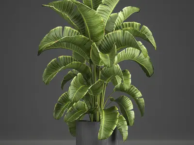 Banana palm in a pot for the interior 774 3D model