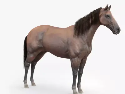 3D Horse RIGGED  FUR Low-poly 3D model