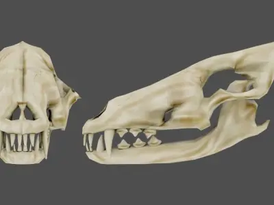Skull Wolf Low and Hig Poly Pack Low-poly 3D model