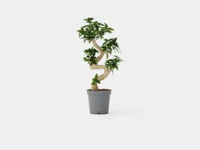 Ficus Microcarpa Ginseng Low-poly 3D model