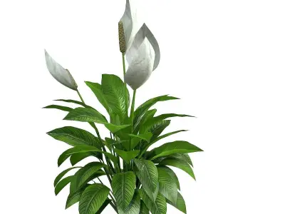 Spathiphyllum peace lily 3D model