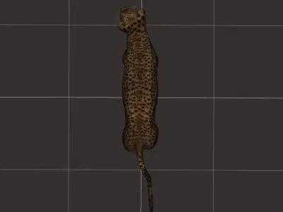 ultimate leopard Rigged 1 3D model