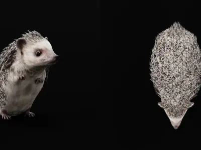 African Pygmy Hedgehog Low-poly 3D model