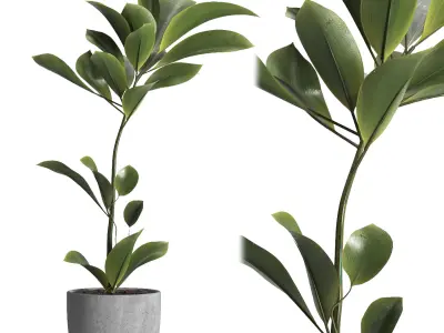 indoor plant 023 3D model