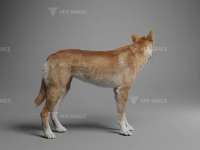 Australian Dingo Animation - VFX Grace 3D model