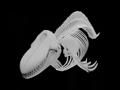 Killer Whale Orca Skeleton 3D Model Clean Topology  3D model