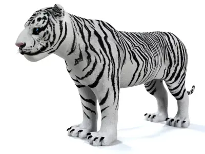 3D White Tiger 3D model
