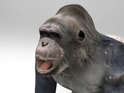 3D model gorilla Rigged and Animation Low-poly 3D model
