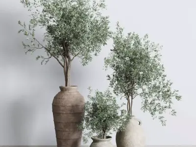 Olive tree in an old earthenware vase indoor collection 278 3D model