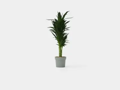 Dracaena Janet Lind Low-poly 3D model purchase