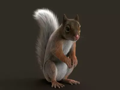 Brown Squirrel Fur Rigged 3D model