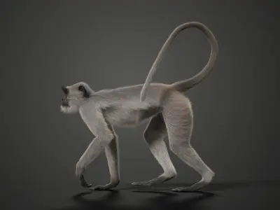 Gray langur Animated VFX Grace 3D model