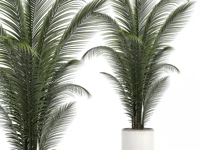 Decorative palm in a white flowerpot 524 3D model