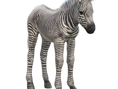 Baby zebra Low-poly 3D model