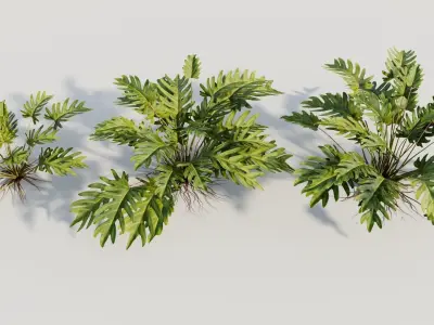 Philodendron xanadu 3D model