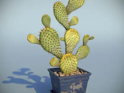 Cactus In Pot 3D model