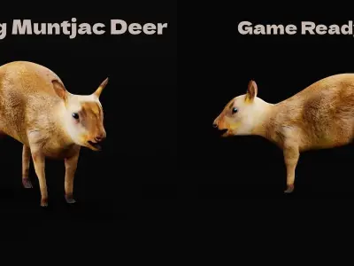 Young Chinese Muntjac Deer 3D model