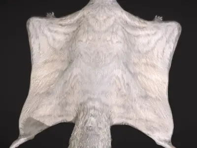 Siberian flying squirrel Low-poly 3D model