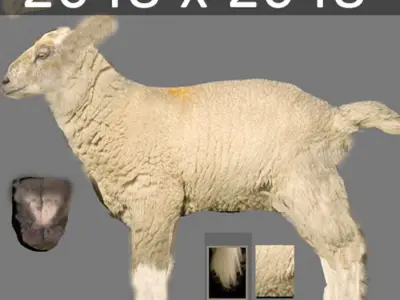Rigged Sheep 3D model