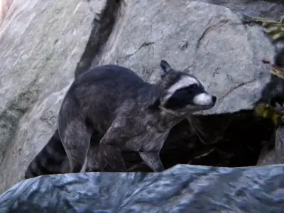 Realistic Raccoon and Red Panda 3D model