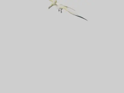Rhamphorhynchus model Low-poly 3D model