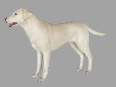 DOG - LABRADOR RETRIEVER  Low-poly 3D model