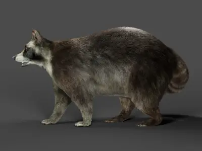 3D Fur Raccoon NO Rigged Low-poly 3D model