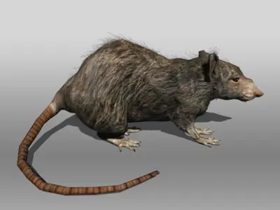 Rat animal Low-poly 3D model