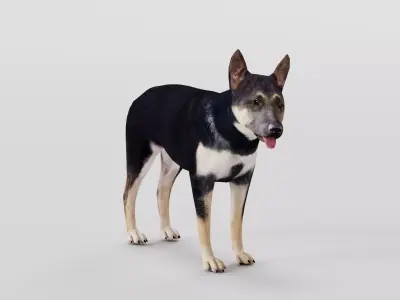 German Shepherd Puppy Dog Low-poly 3D model