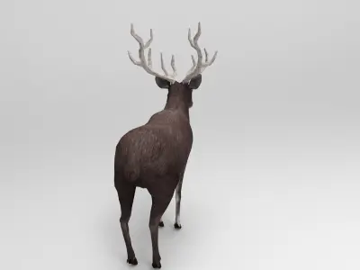 Gray Deer Rigged  Low-poly 3D model