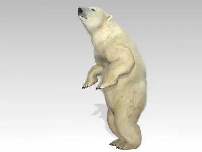 Polar Bear Animated Low-poly 3D model