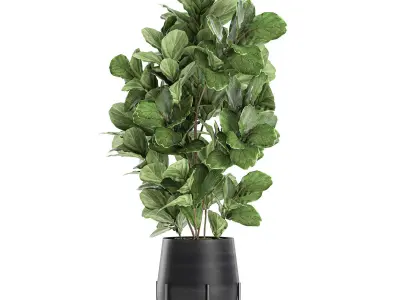 Ficus tree in a black flowerpots 667 3D model