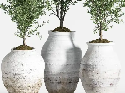 Indoor Plant olive Set 05 3D model